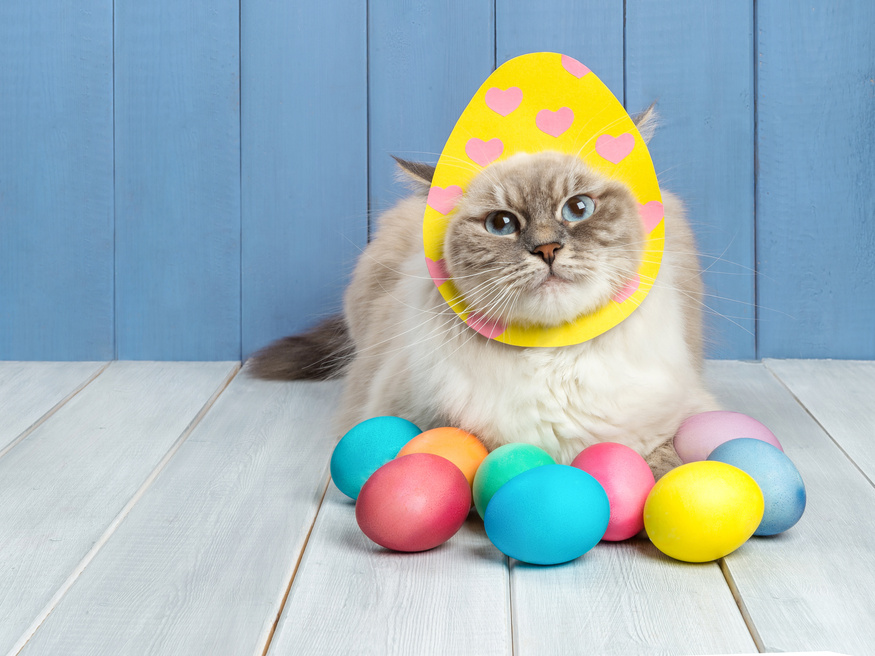 Easter Cat with Multy Colored Eggs