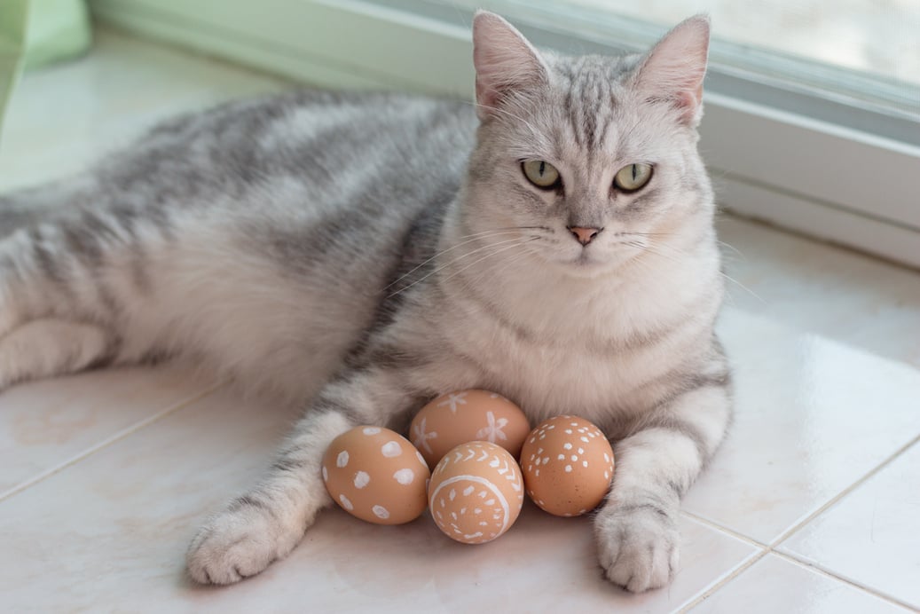 Cat with Easter Eggs