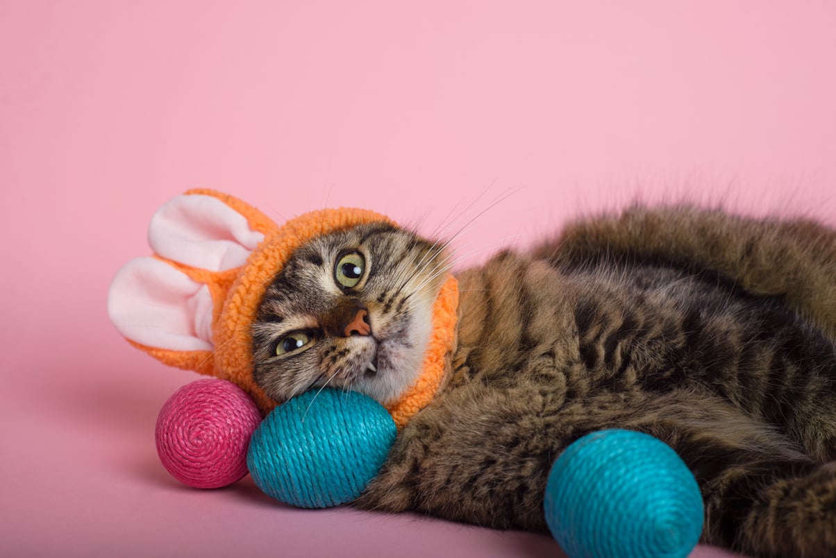 Easter Bunny. Tabby cat with bunny ears and easter eggs on pink background. Funny Easter background.